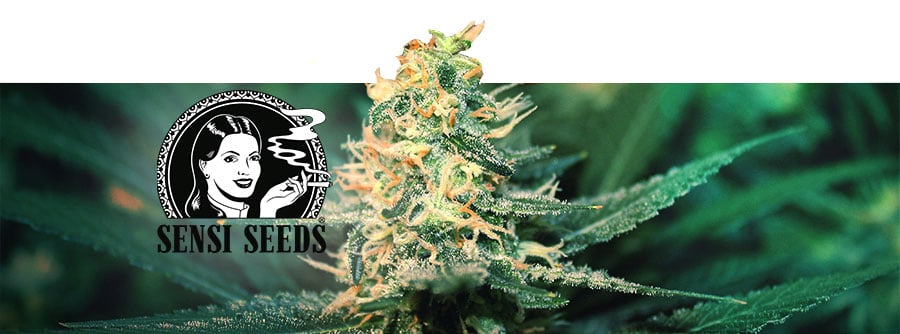 Sensi Seeds | Cannabis Seeds - Zamnesia